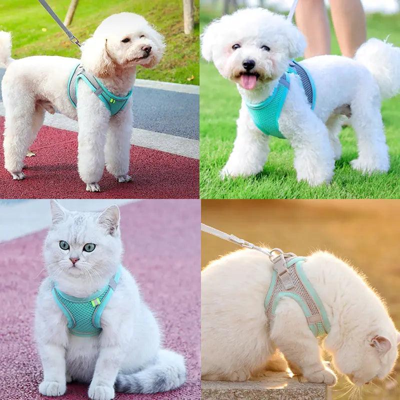 Escape Proof Small Pet Harness Leash Set - Shoply